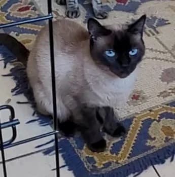 Clarisse, Mixed Breed (Santuário Animal Vida Boa)