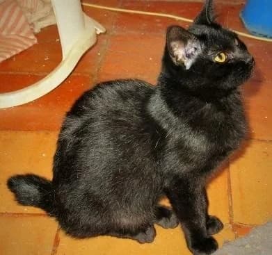 Estação, Mixed Breed (Santuário Animal Vida Boa)