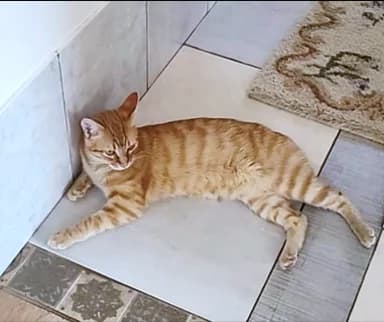 Laranjo, Mixed Breed (Santuário Animal Vida Boa)