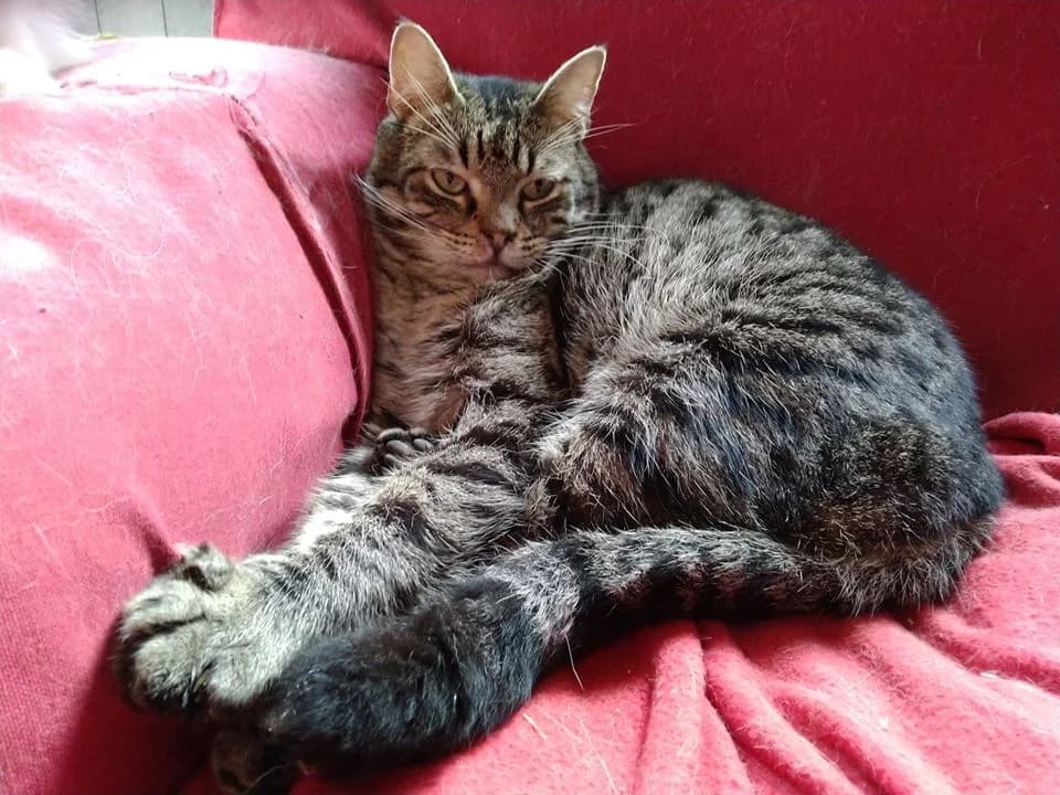 Zorro, Mixed Breed (Santuário Animal Vida Boa)