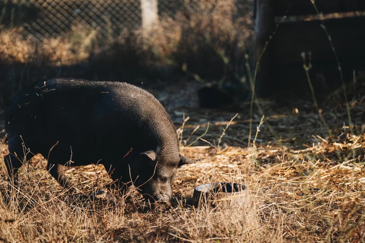 Bacon, Mixed Breed (Santuário Animal Vida Boa)