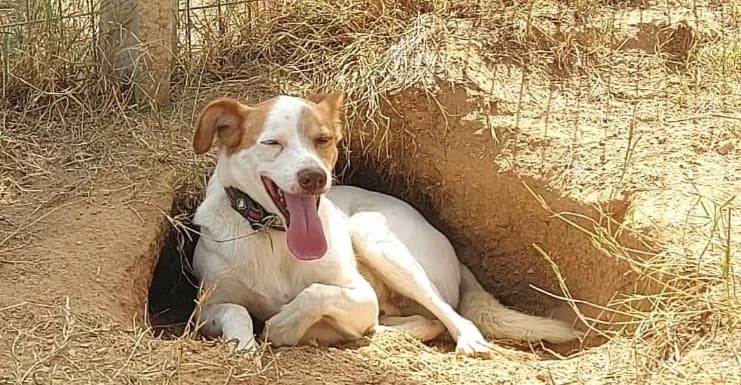 Miró, Mixed Breed (Santuário Animal Vida Boa)
