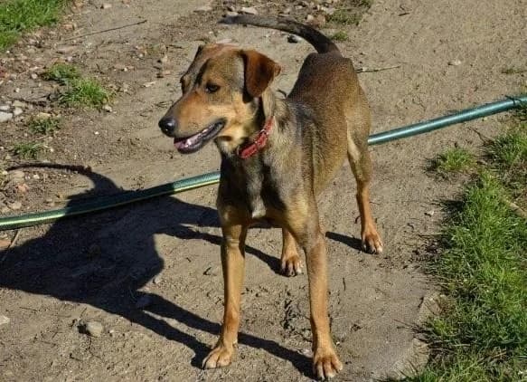 Peter, Mixed Breed (Santuário Animal Vida Boa)