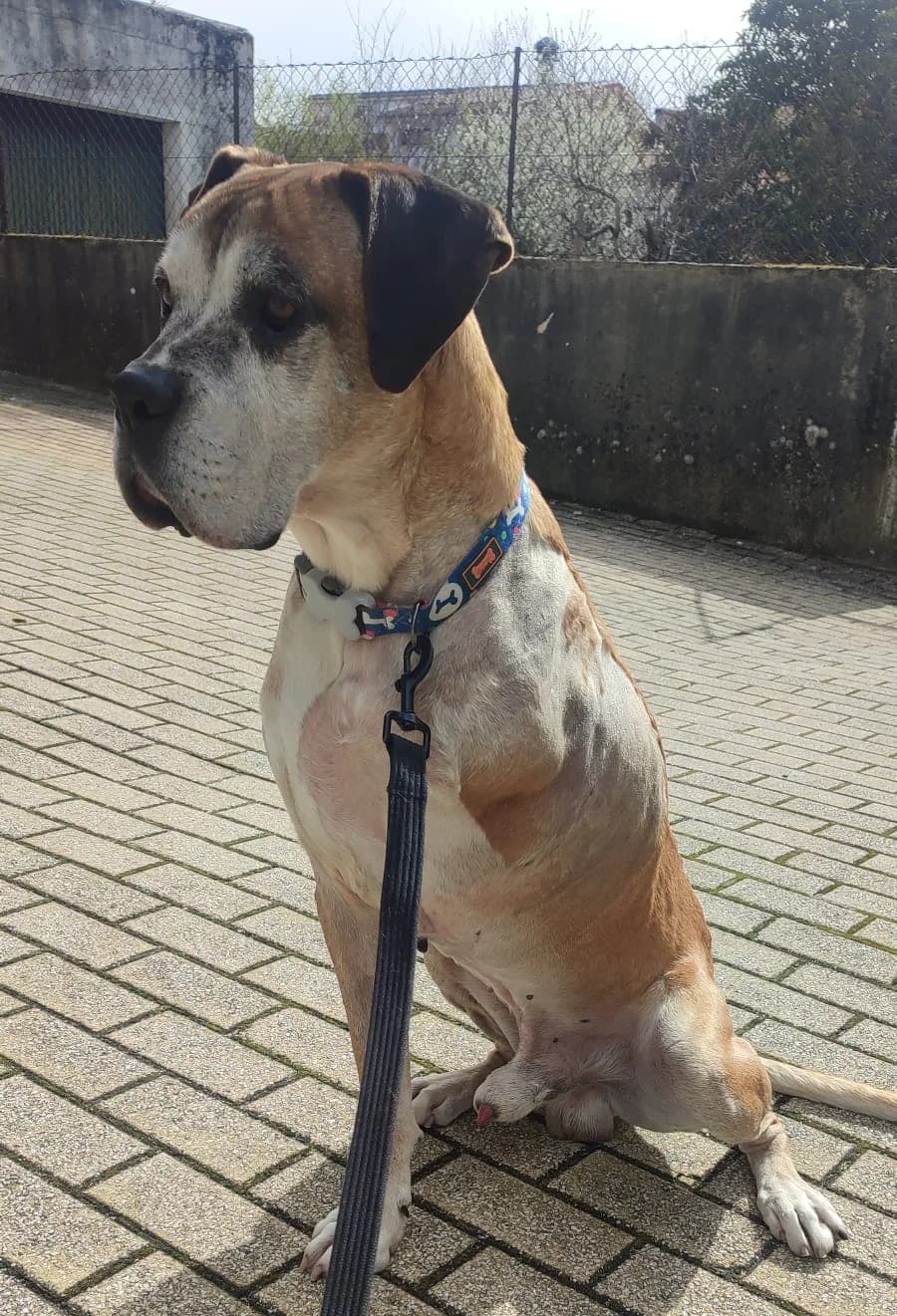 Chico, Mixed Breed (Santuário Animal Vida Boa)