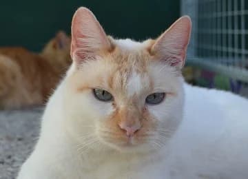 Amélia, male Mixed Breed for adoption at Sítio dos Animais — Sintra, Sintra — photo 7 of 9