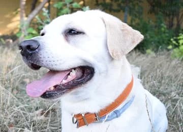 Gil Eannes, male mixed breed for adoption at Sítio dos Animais — Sintra, Sintra — photo 2 of 9