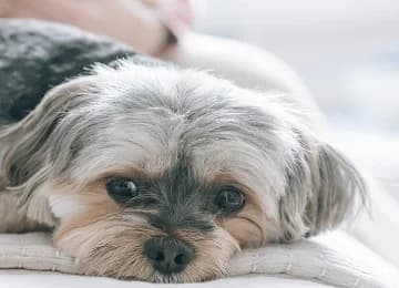 Manso, male Mixed Breed for adoption at Sítio dos Animais — Sintra, Sintra