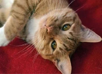 Mozy, male Mixed Breed for adoption at Sítio dos Animais — Sintra, Sintra — photo 8 of 9