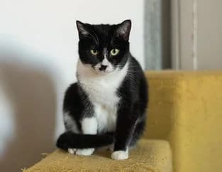 Theodore, Mixed Breed (Street Dogs Portugal)