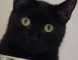 Theodore,  Mixed Breed for adoption at Street Dogs Portugal