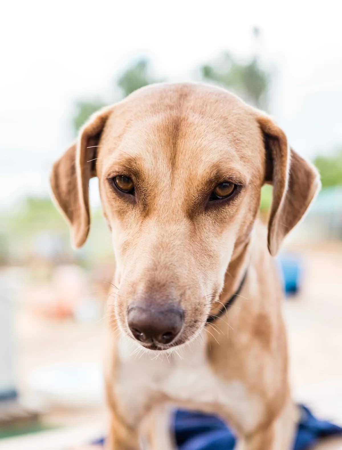 Angel, female 7yo mixed breed for adoption at Tiny Shelter Portugal, Albufeira