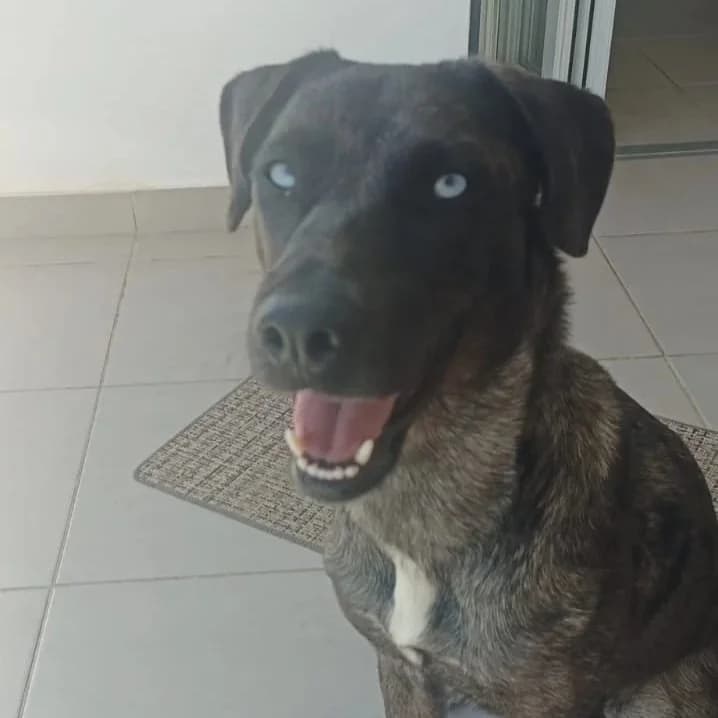 Blue, female young mixed breed for adoption at Tiny Shelter Portugal, Albufeira