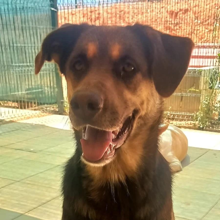 Cacau, female 4yo Mixed Breed for adoption at Tiny Shelter Portugal, Albufeira