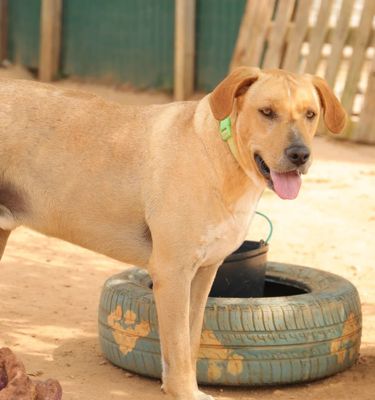 Fred, male 5yo mixed breed for adoption at Tiny Shelter Portugal, Albufeira