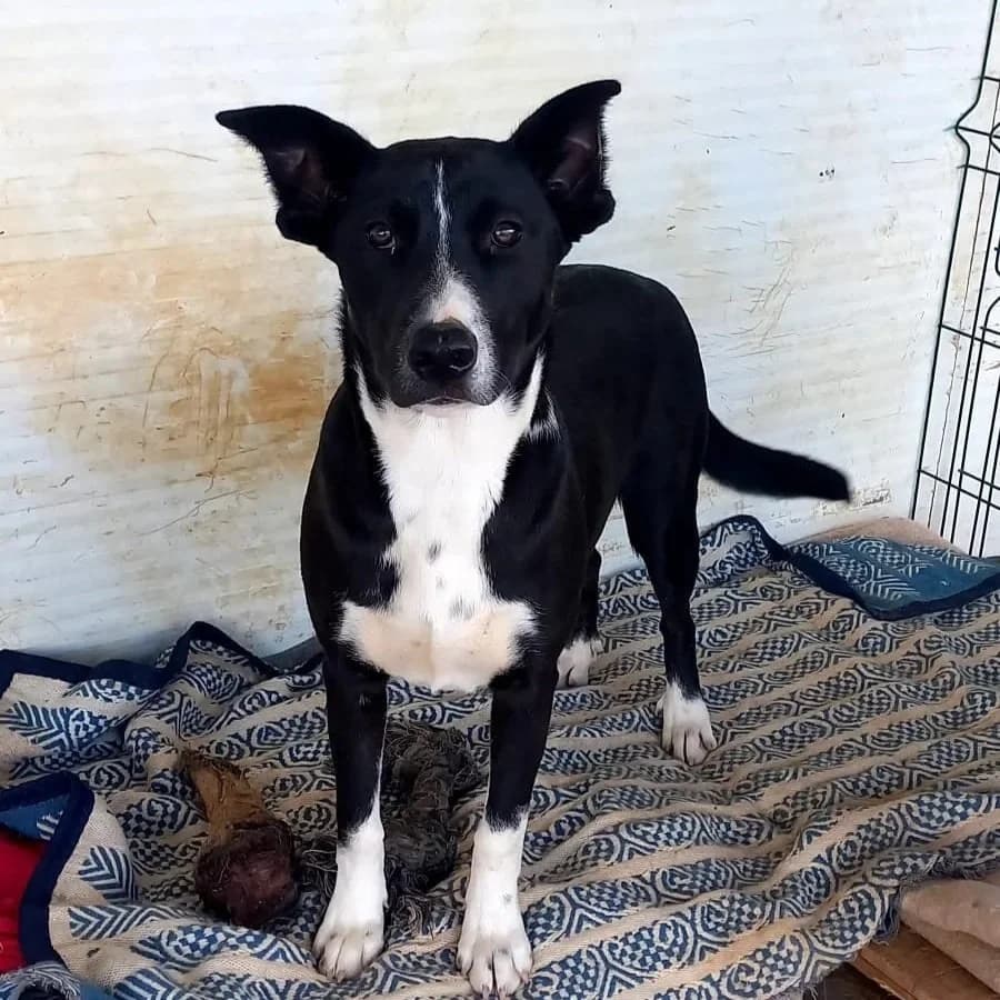 Laura, female young Pit Bull Terrier for adoption at Tiny Shelter Portugal, Albufeira