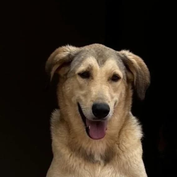 Jenny, female 4yo mixed breed for adoption at Tiny Shelter Portugal, Albufeira