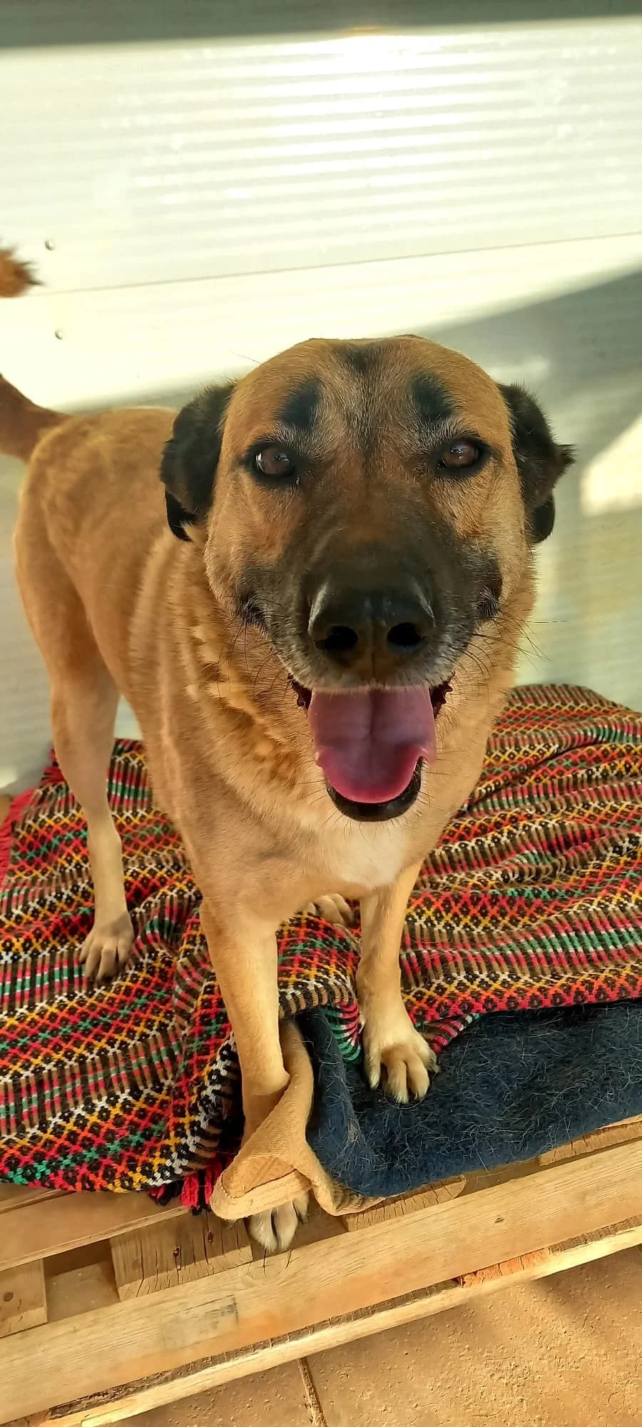 Mel, female 6yo Mixed Breed for adoption at Tiny Shelter Portugal, Albufeira