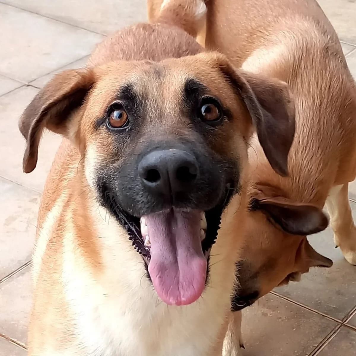 Olympia, female 3yo Mixed Breed for adoption at Tiny Shelter Portugal, Albufeira