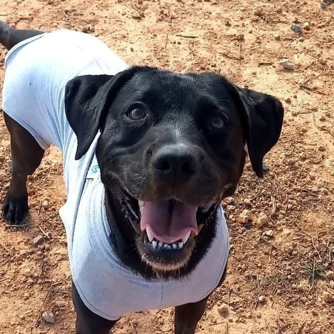 Pantera, female 5yo Pit Bull Terrier for adoption at Tiny Shelter Portugal, Albufeira