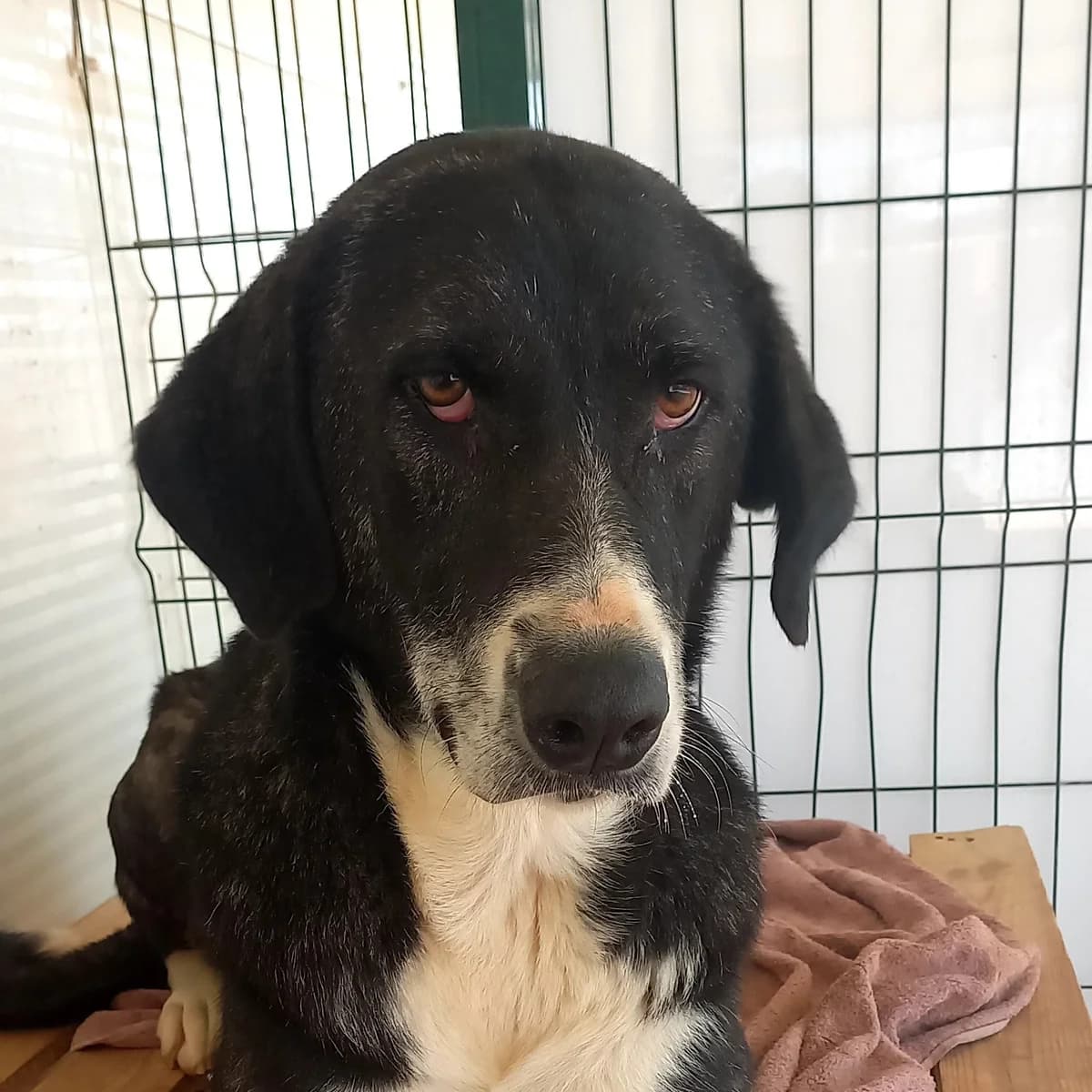 Princesa, female 6yo mixed breed for adoption at Tiny Shelter Portugal, Albufeira