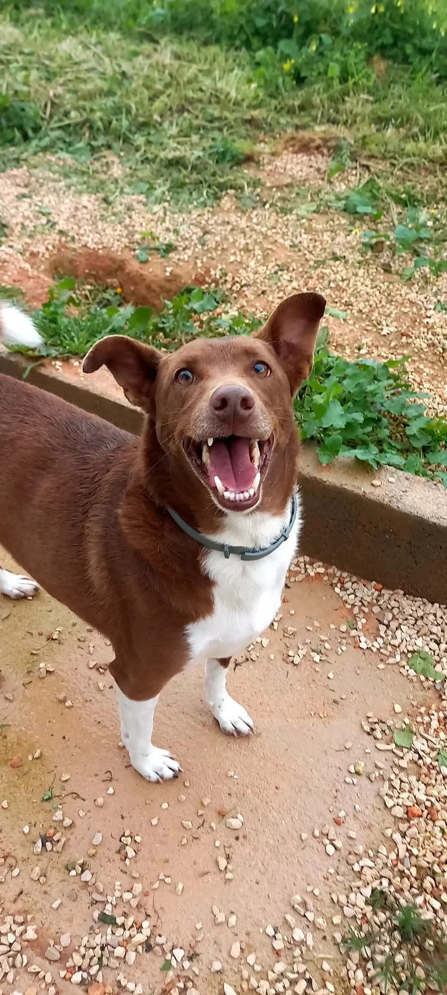 Sabu, male 4yo Mixed Breed for adoption at Tiny Shelter Portugal, Albufeira