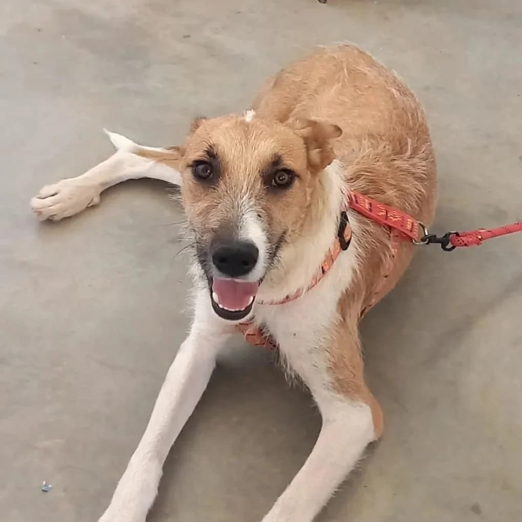 Jimmy, male young mixed breed for adoption at Tiny Shelter Portugal, Albufeira