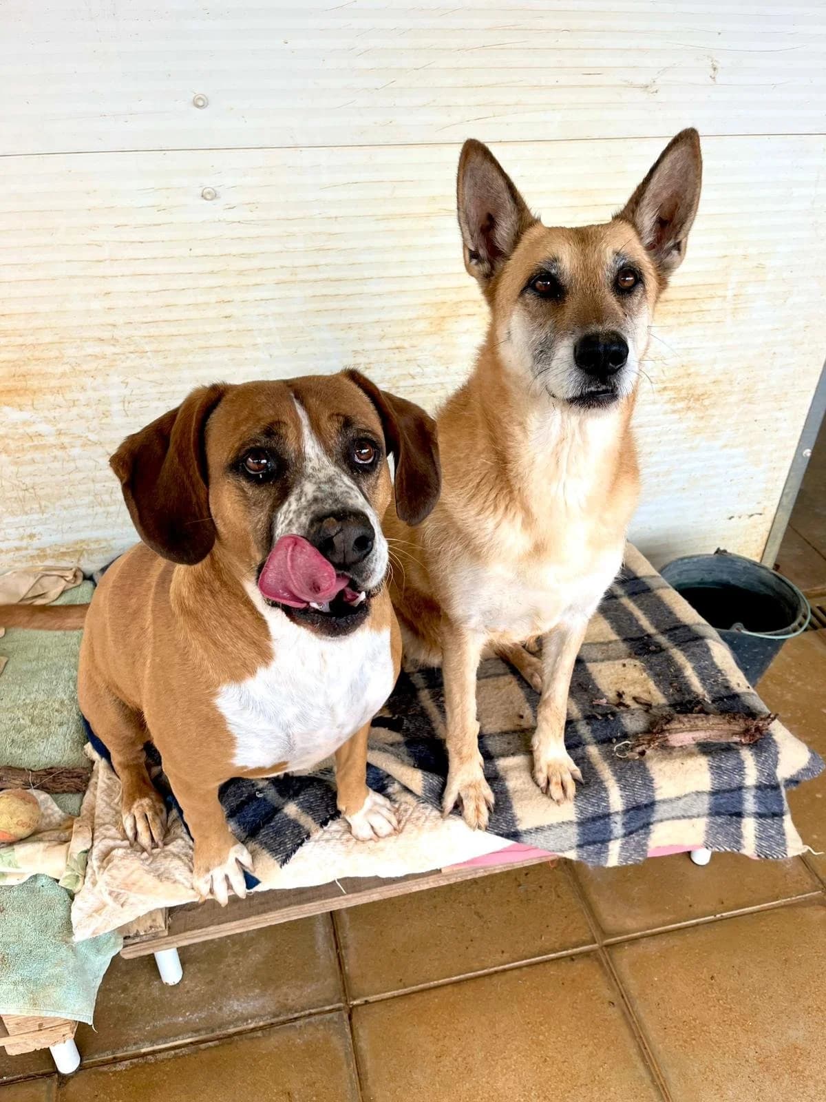 Sarabi, female senior mixed breed for adoption at Tiny Shelter Portugal, Albufeira
