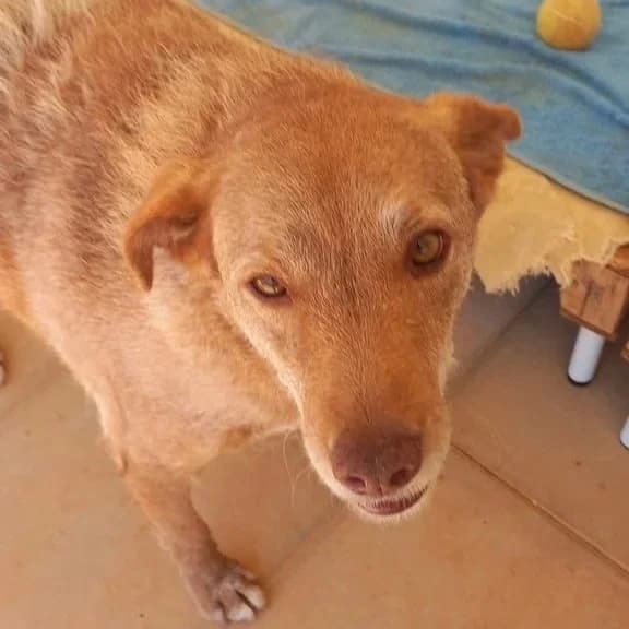 Sonia, female 4yo mixed breed for adoption at Tiny Shelter Portugal, Albufeira