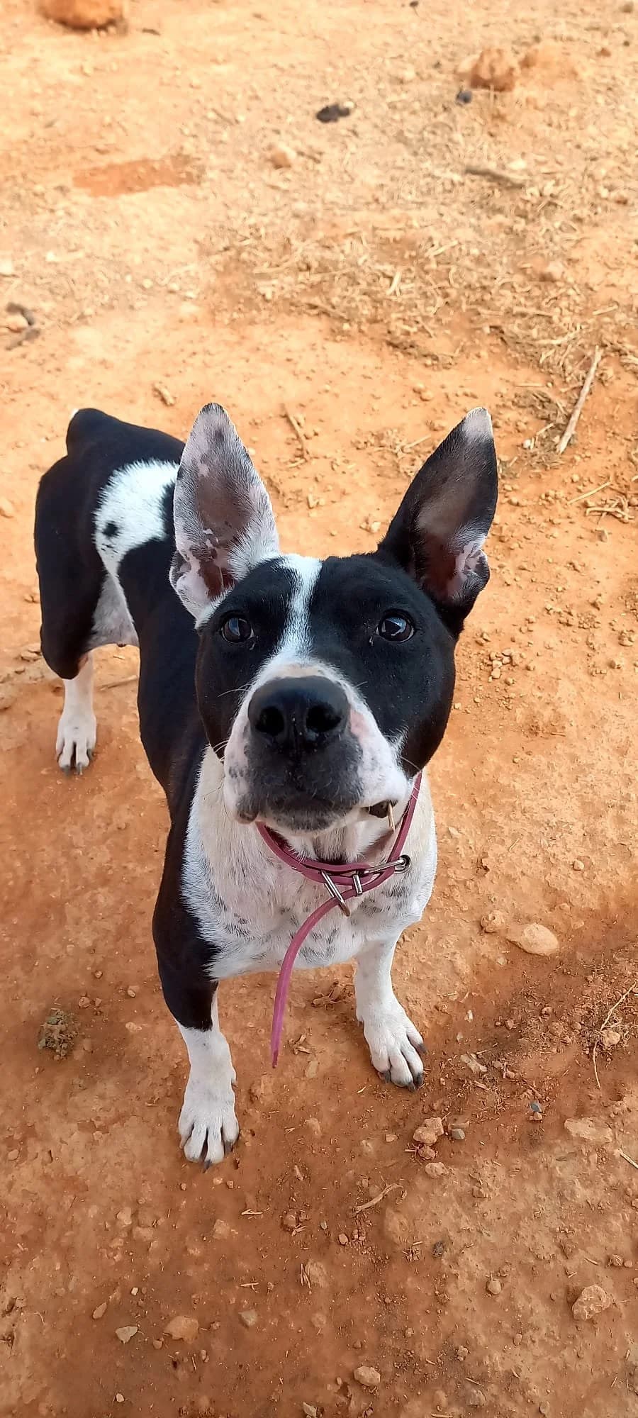 Uzzy, female 6yo Pit Bull Terrier for adoption at Tiny Shelter Portugal, Albufeira