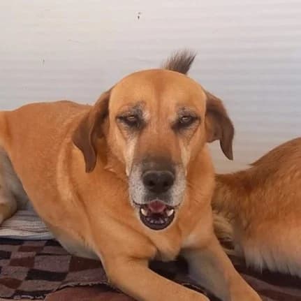 Violeta, female senior Labrador Retriever for adoption at Tiny Shelter Portugal, Albufeira