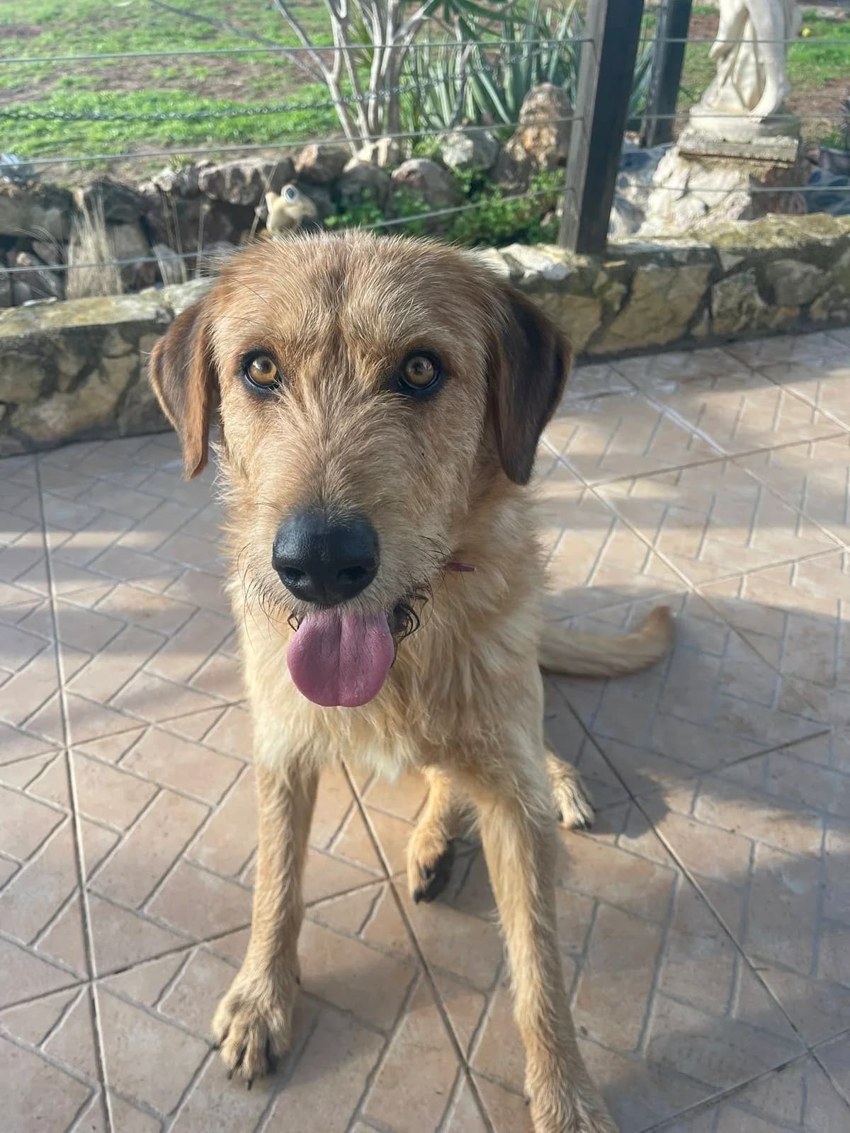 Teddy, male young Mixed Breed for adoption at Tiny Shelter Portugal, Albufeira