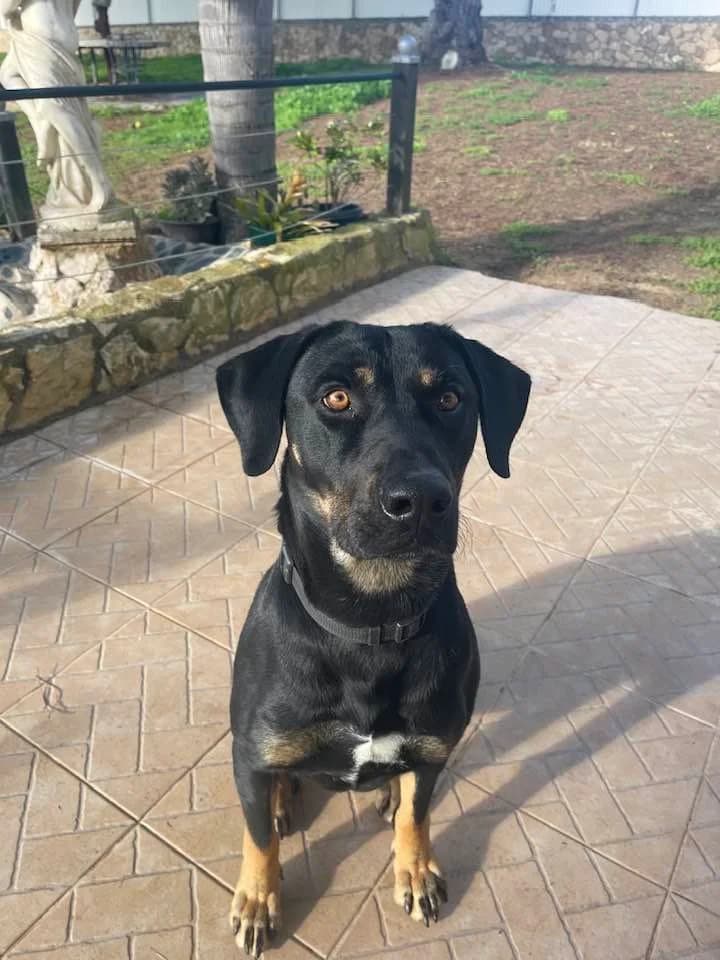 Jamon, male young Mixed Breed for adoption at Tiny Shelter Portugal, Albufeira