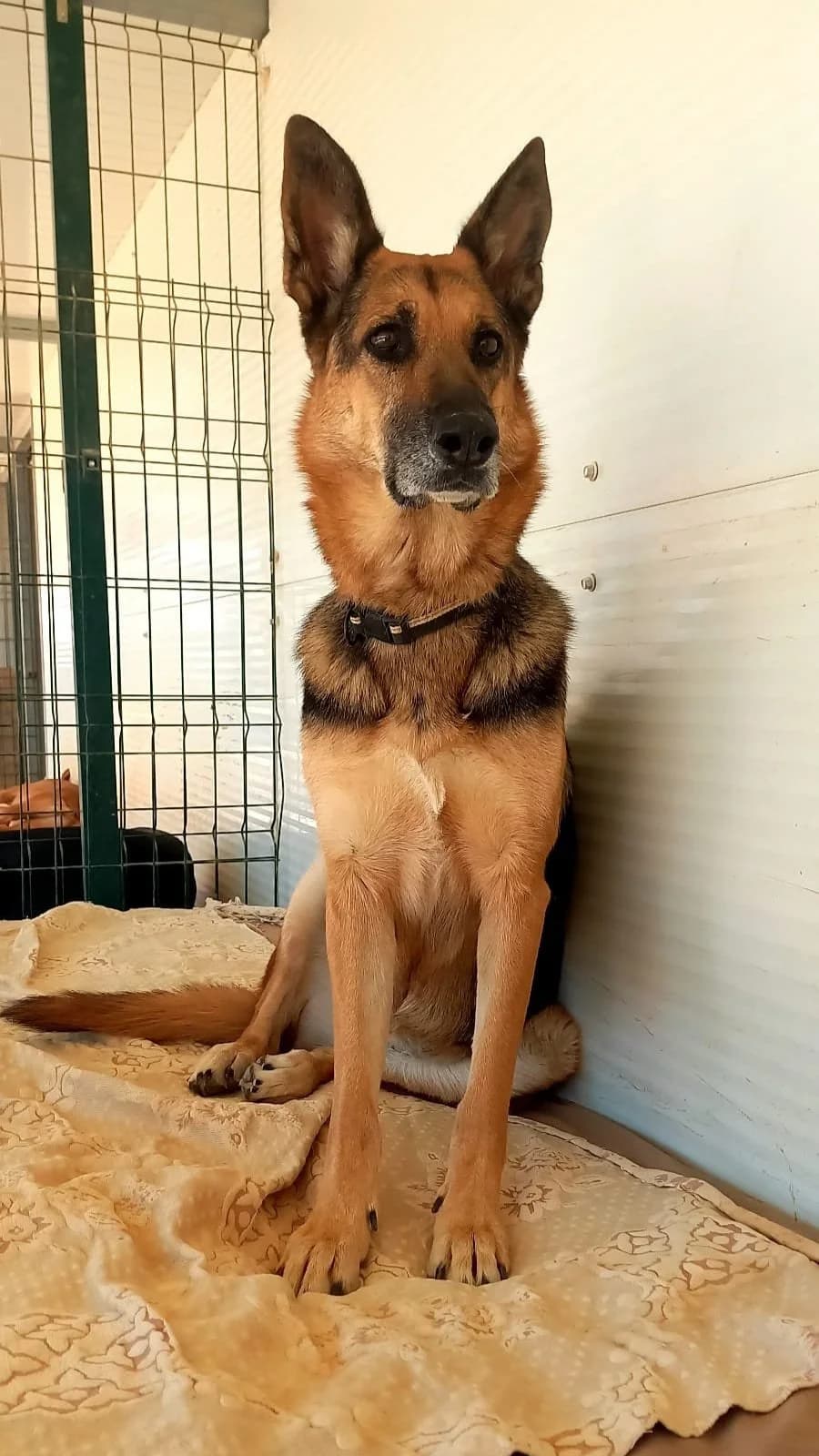 Zara, female 7yo mixed breed for adoption at Tiny Shelter Portugal, Albufeira