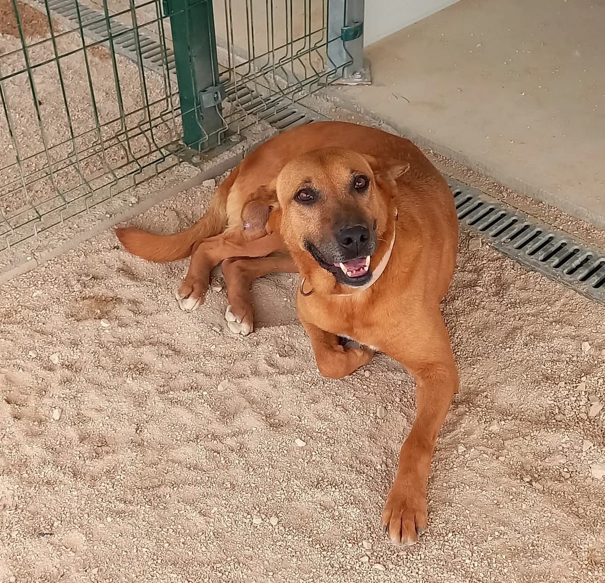 Zoe, female senior mixed breed for adoption at Tiny Shelter Portugal, Albufeira