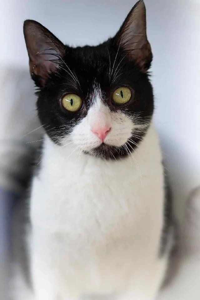 Resty, male 3yo mixed breed for adoption at União Zoófila, Lisboa