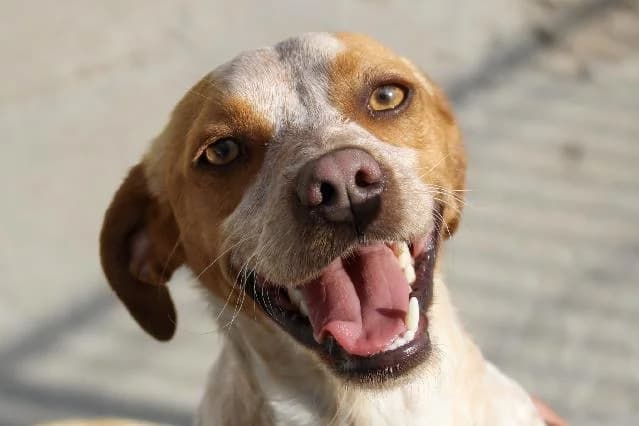 Ash  - 2 ano(s) e, Curto e Sedoso male puppy mixed breed for adoption at União Zoófila, Lisboa