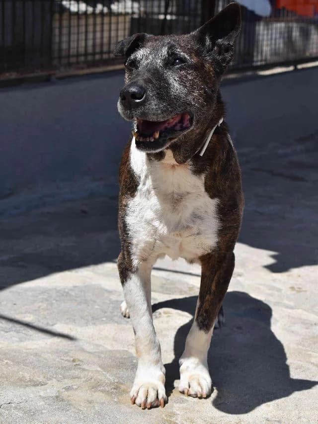 Bruno - 10 ano(s) e, Médio e Liso male puppy mixed breed for adoption at União Zoófila, Lisboa