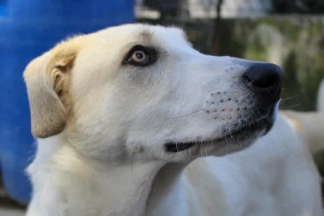 Gizmo, Curto male puppy mixed breed for adoption at União Zoófila, Lisboa