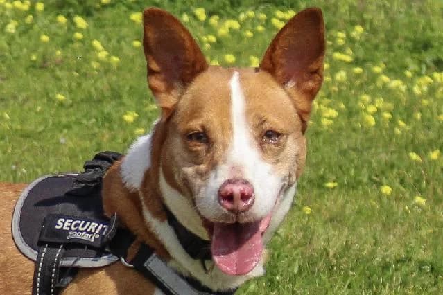 Kelly Key  -, Curto female senior mixed breed for adoption at União Zoófila, Lisboa