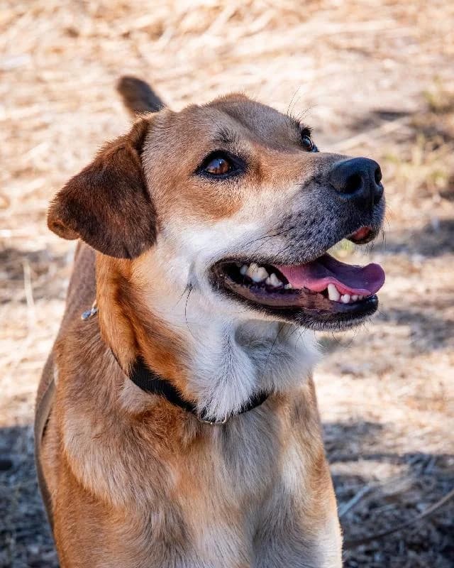 Turista - 1 ano(s) e, Curto male puppy mixed breed for adoption at União Zoófila, Lisboa