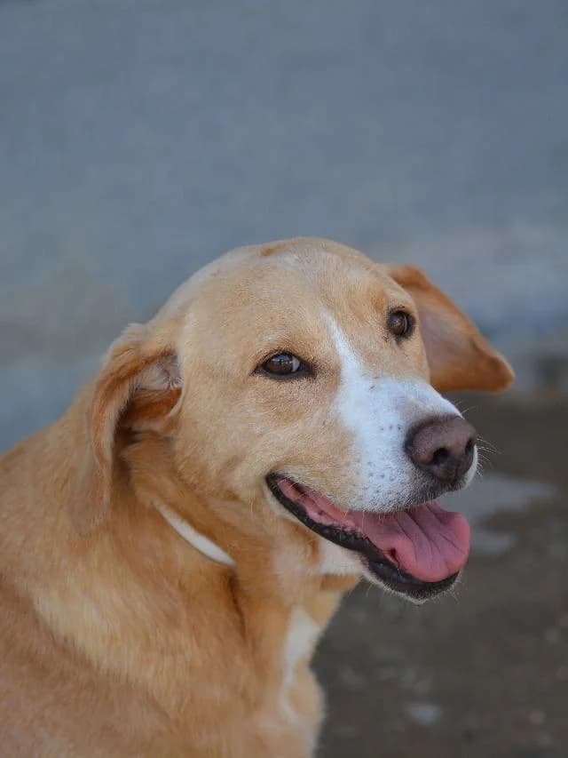 Bruna - 11 ano(s) e, Curto female puppy mixed breed for adoption at União Zoófila, Lisboa