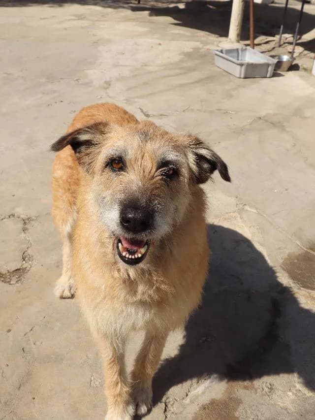 Valky, Comprido e Ondulado female 5yo mixed breed for adoption at União Zoófila, Lisboa