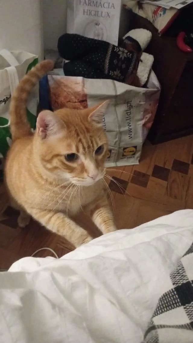 Miau - 5 ano(s) e,  (União Zoófila)
