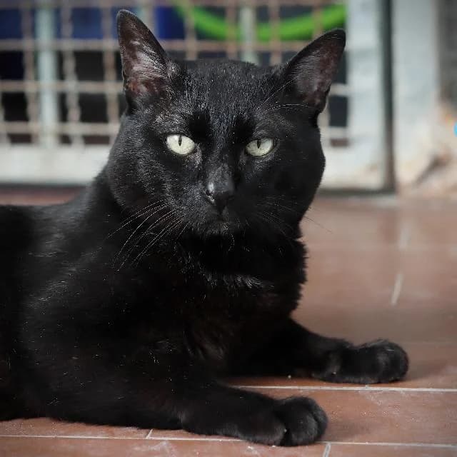Narciso Cat - 15 ano(s) e, male puppy mixed breed for adoption at União Zoófila, Lisboa