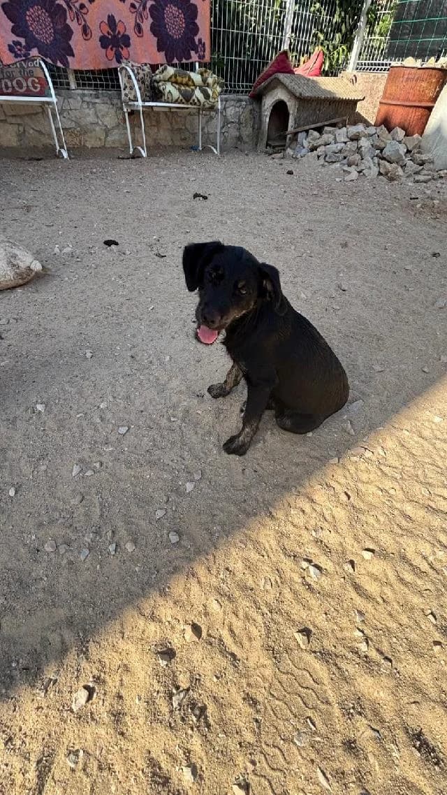 Anne, Médio female puppy mixed breed for adoption at União Zoófila, Lisboa