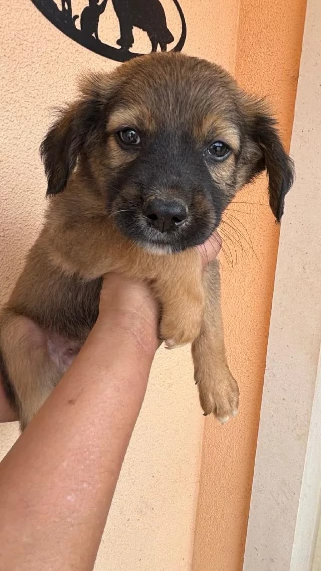 Collin, Médio male puppy mixed breed for adoption at União Zoófila, Lisboa
