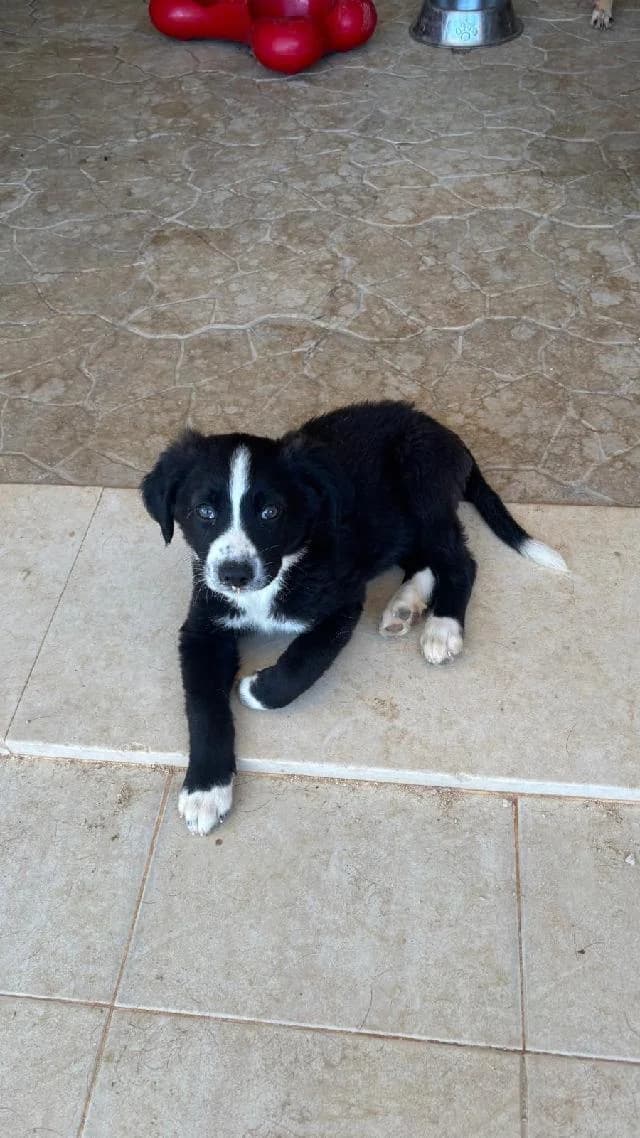 Scamper, Médio male puppy mixed breed for adoption at União Zoófila, Lisboa