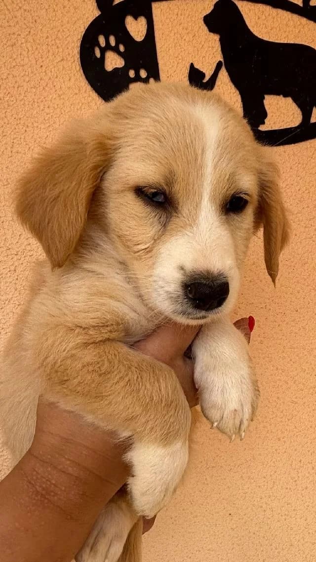 Janet, Curto female puppy mixed breed for adoption at União Zoófila, Lisboa
