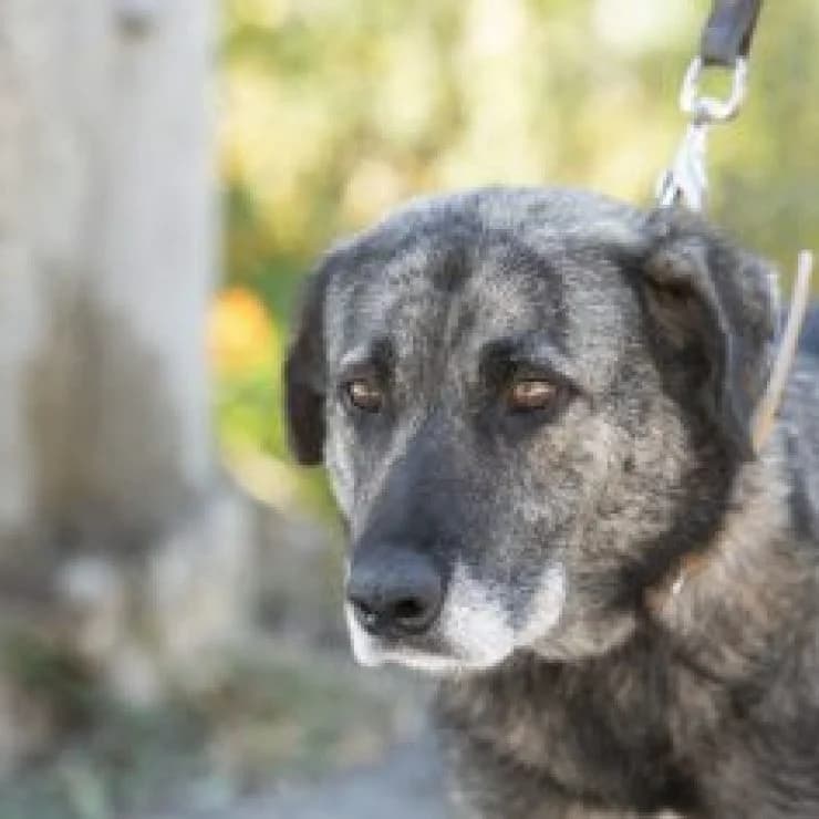 April, um amor tímido, female Mixed Breed for adoption at UPPA Sintra, Uppa