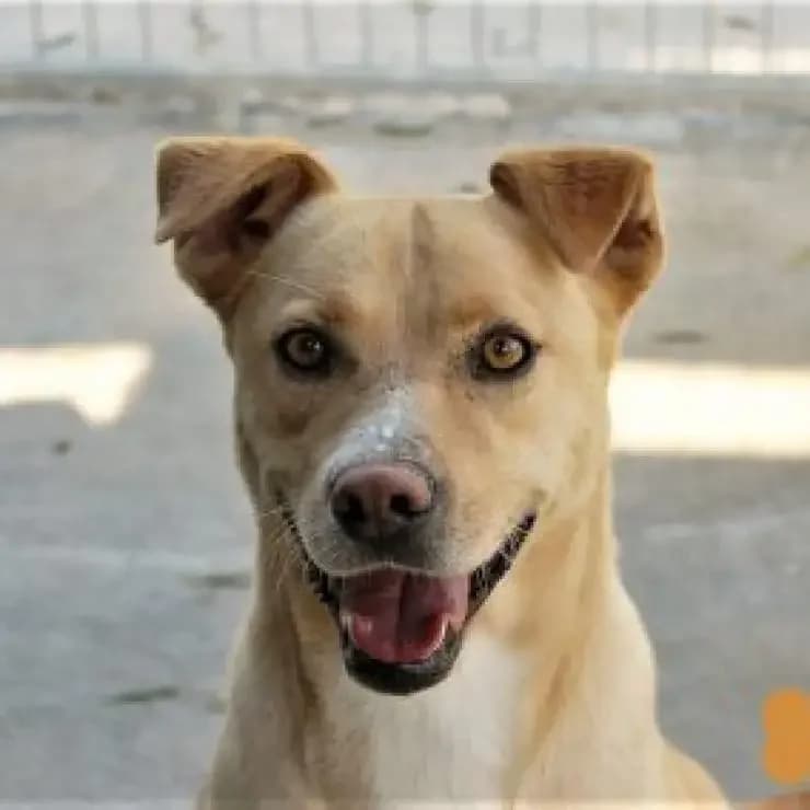 Odin, o jovem atleta, male puppy Mixed Breed for adoption at UPPA Sintra, Uppa